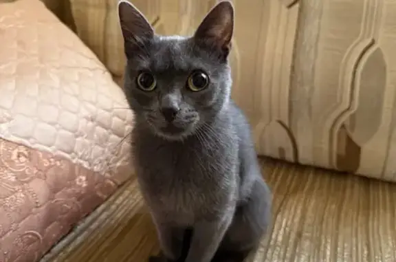 Пропала кошка, Локомотивная улица, 31, Ростов-на-Дону - photo