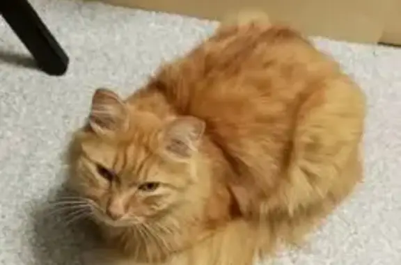 Пропала кошка Мальчик, Сысерть (rl1156624) - photo