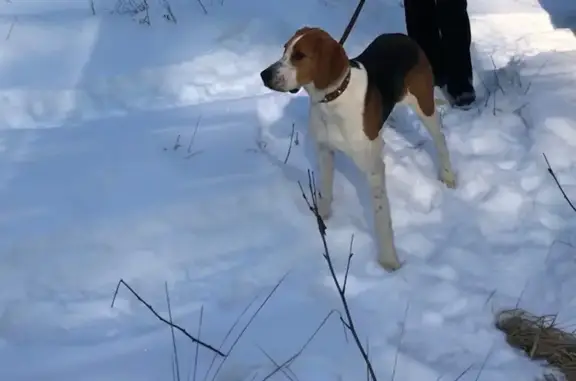 Пропала собака, Школьная улица, Гололобовка, Глазок - photo
