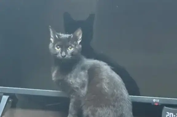 Найдена кошка, Уфа, фото: Найдена кошка, Первомайская улица, 65Б, Уфа - ласковый мальчик