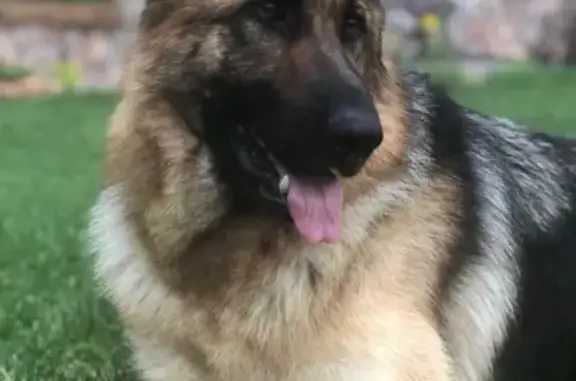 Пропала собака, Свердловская улица, Красноярск - немецкая овчарка с чипом - photo