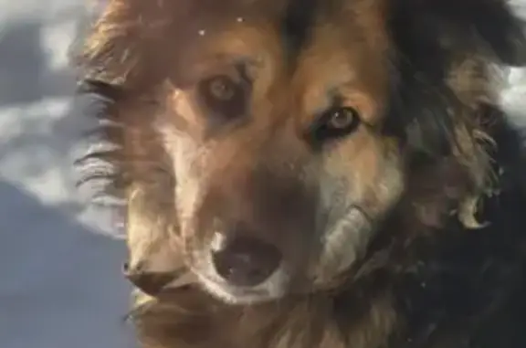 Пропала собака, Киевское шоссе, 21 - photo