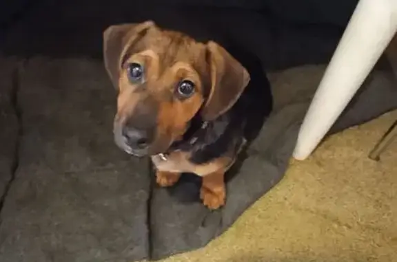 Пропала собака, Московское шоссе, 205, Самара - коричнево черная смесь с таксой - photo