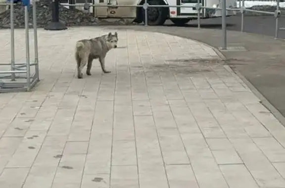 Найдена собака, Ям, фото: Найдена собака, улица Мезенцева, с17, Ям - хаски с ранкой на мордочке