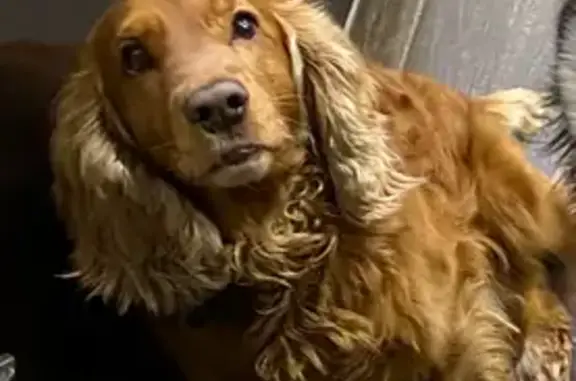 Пропал собака, Дубровичи, Рязанская область - спаниель рыжий, кличка Чарли - photo