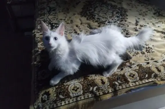 Пропала кошка, Галичская улица, 22, Кострома - photo