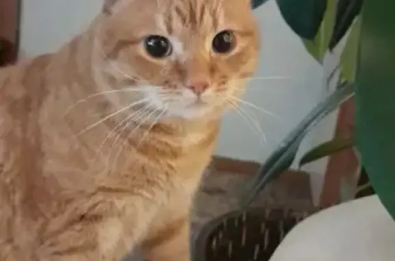 Пропала кошка, 3-я Большая Окружная улица, 147, Калининград - рыжий бобтейл без хвостика - photo