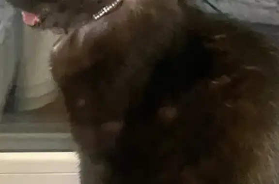 Пропала кошка, улица Тараса Шевченко, Абакан - фиолетовый ошейник со стразами - photo