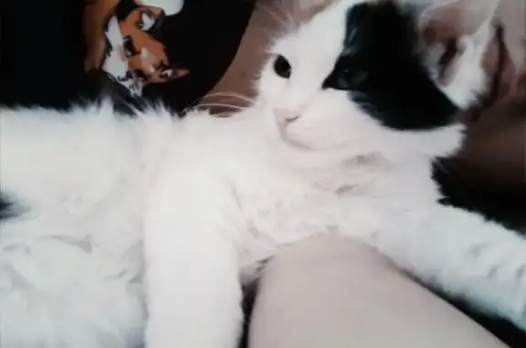 Кошки потеряшки, Калуга, фото: Потеряшка кошка, Грабцевское шоссе, 88, Калуга - трёхцветная красавица, домашняя