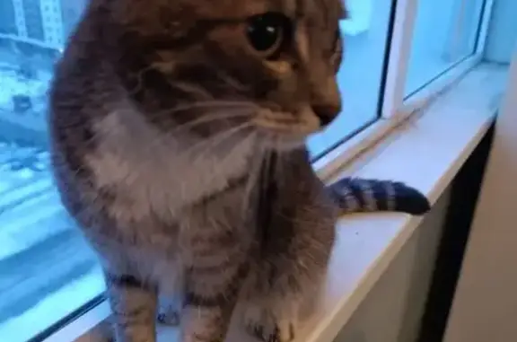 Найдена кошка, Екатеринбург, фото: Найден кот, улица Серова, 45, Екатеринбург - серо-белый, не боится собак