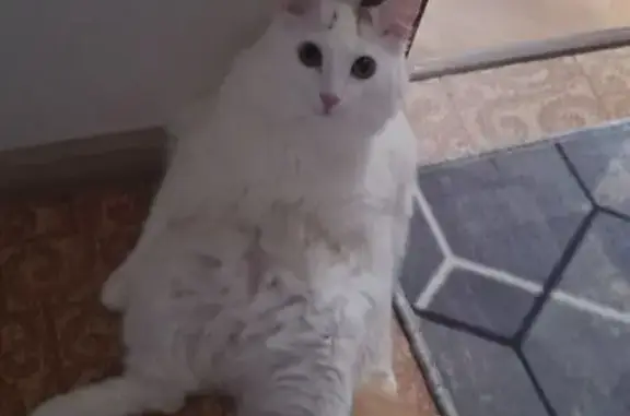 Пропала кошка, улица Конёнкова, 4Б, Москва - photo