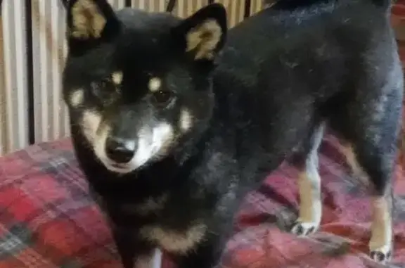 Найденные животные Москва, фото: Найдена собака, Госпитальная улица, 10, Москва - порода сиба ину