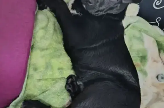 Найдена собака, Льгов, фото: Найдена собака, улица Островского, городской округ Льгов - вытащена из колодца