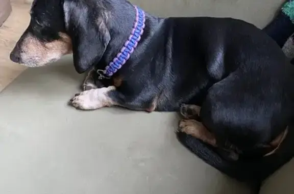 Найдена собака, Калининград, фото: Найден собака, мужской, улица Карла Маркса, Калининград - такса черного цвета