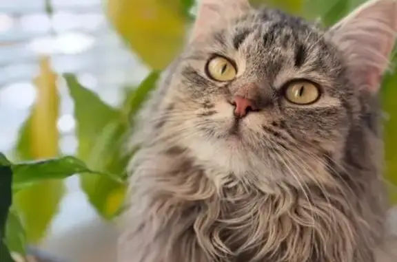 Пропала кошка, улица Силкина, 4, Саров - светло серая, откликается на кличку - photo