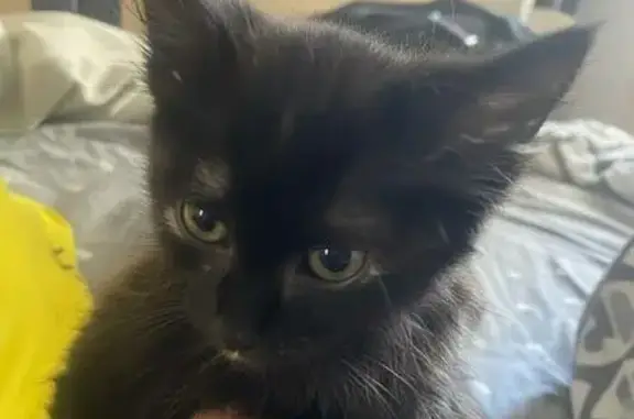 Пропала кошка, улица Зеленского, Морозовск - черная пушистая Лилит - photo
