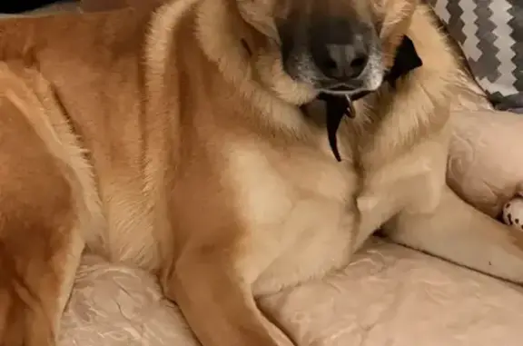 Пропала собака Мальчик, Казань (rl1156672) - photo