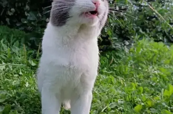 Пропал кот, улица Чугунова, 17, Бор - отколоты клыки, бирюзовые глаза - photo