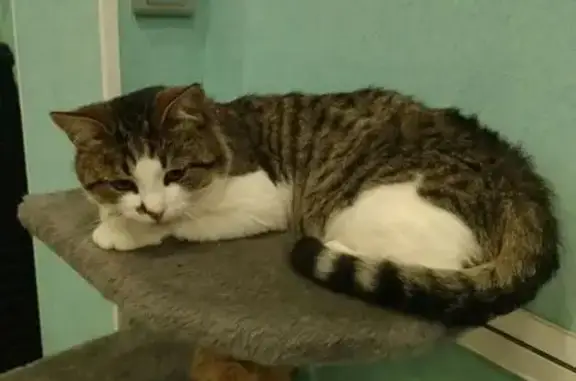 Пропал кот, улица Калинина, Муром - белый с коричнево-черной шерстью - photo