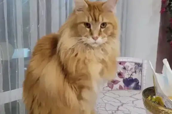 Пропала кошка, Краснознамённая улица, Новая Усмань - рыжий мейнкун - photo