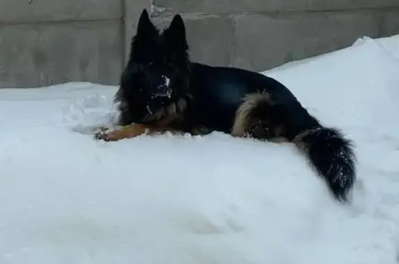 Пропала собака, улица Ашмарина, 117Б, Чебоксары - немецкая овчарка, черно-коричневый окрас - photo