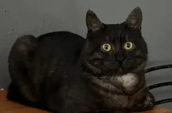 Пропала кошка, улица Водников, Ростов-на-Дону - photo