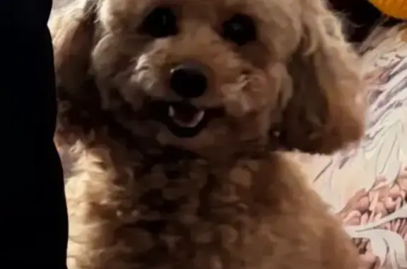 Собаки потеряшки, Мурманск, фото: Потеряшка собака, женский пол, улица Успенского, 4, Мурманск - той пудель по кличке Эльза