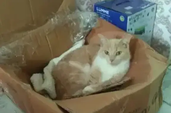 Пропала кошка, Крутой переулок, 10А, Ставрополь - рыжая с белым - photo