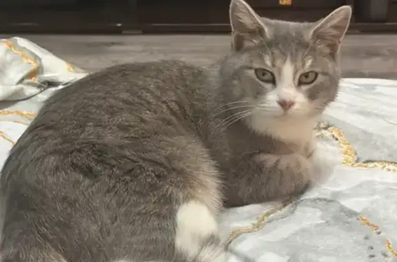 Найдена кошка, Ишим, фото: Найдена кошка, бульвар Белоусова, Ишим - бело-серая, ласковая