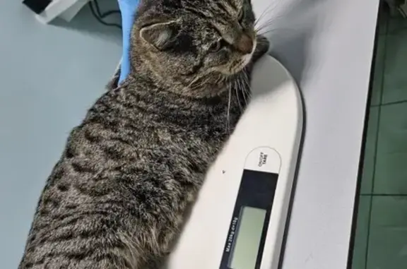 Найдена кошка, Ростов-на-Дону, фото: Найден кот, Новгородская улица, 41, Ростов-на-Дону - явно домашний