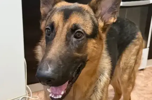 Пропал собака, Маркс — убежал после аварии на трассе - photo