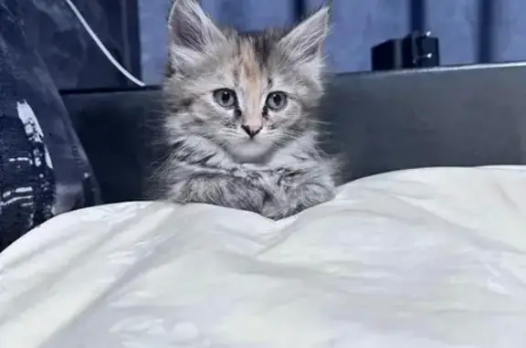 Пропала кошка, улица Мориса Тореза, 24А, Новокузнецк - пушистая 3 цветная - photo