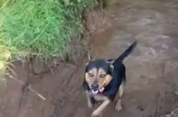 Собаки потеряшки, Лигачёво, фото: Потеряшка собака, женский, Лигачёво, красный ошейник