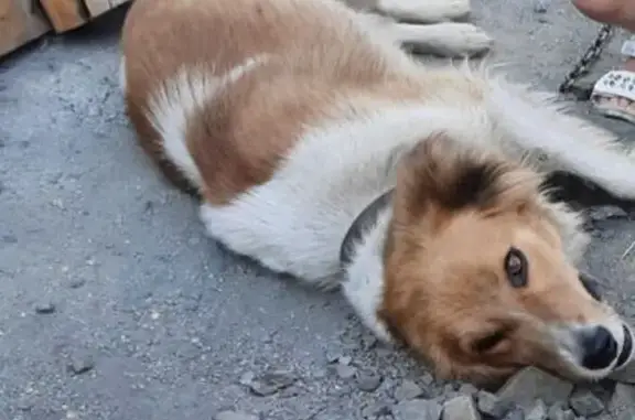 Пропала собака, улица Суворова, 26, Кемерово - рыжая с белым - photo
