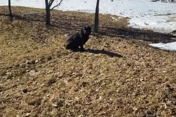 Объявления о пропавших и найденных животных, Совхоза Крёкшино, фото: Найден собака, посёлок совхоза Крёкшино, 16А, район Внуково - чёрный окрас, кабель