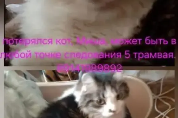 Пропал кот, улица Руднева, 41, Хабаровск - пушистый с пятнышком на носу - photo