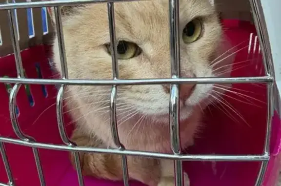 Найдена кошка, Москва, фото: Найден кот, Ломоносовский проспект, Москва - ласковый и ручной