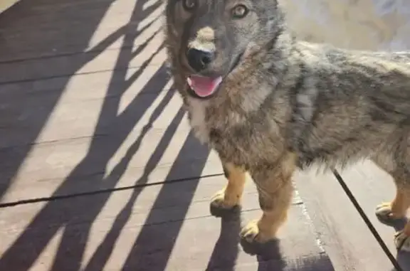 Найдена собака, Нижнее Село, фото: Найдена собака, девочка, Береговая улица, 49, Нижнее Село - серо-рыжий окрас