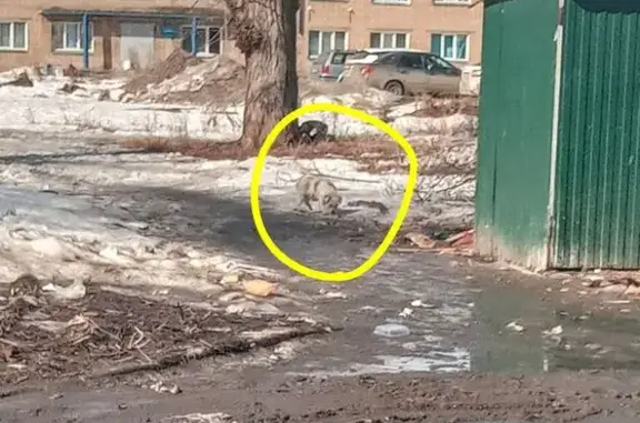 Найдена собака, проспект Ильича, Копейск - порода парсон рассел терьер - photo