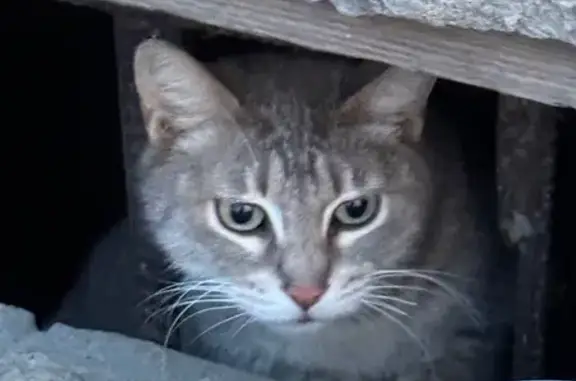 Найденные животные Владивосток, фото: Найдена кошка, улица Башидзе, 10, Владивосток - ухоженная, нуждается в помощи