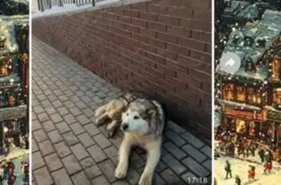 Найдена собака, Казань, фото: Найден собака, 2-я Старо-Аракчинская улица, 41А, Казань - кабель бегает в районе ЖК Ричмонд и ЖК Волжская гавань