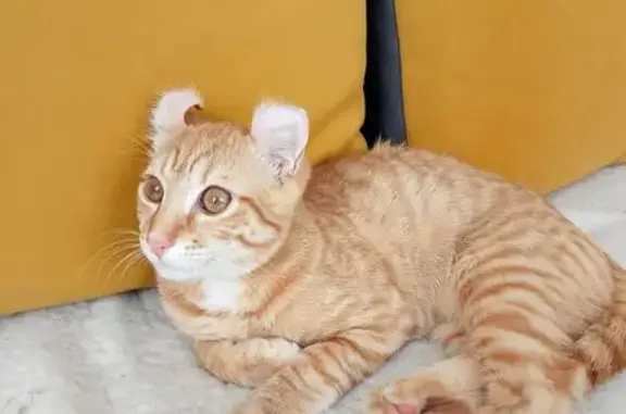 Пропал кот, Молодёжная улица, 59, Владимировка - Американский керл, рыжий в полоску - photo