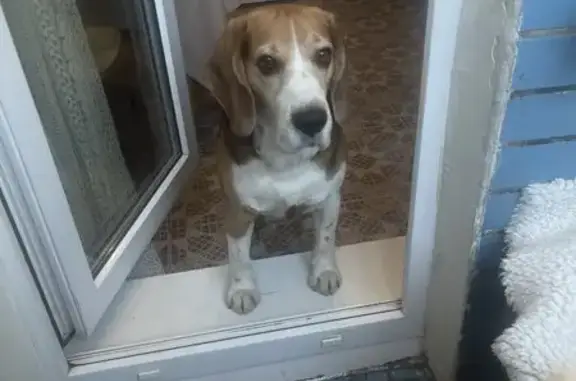 Найдена собака, Москва, фото: Найден собака, Алтуфьевское шоссе (дублёр), Москва