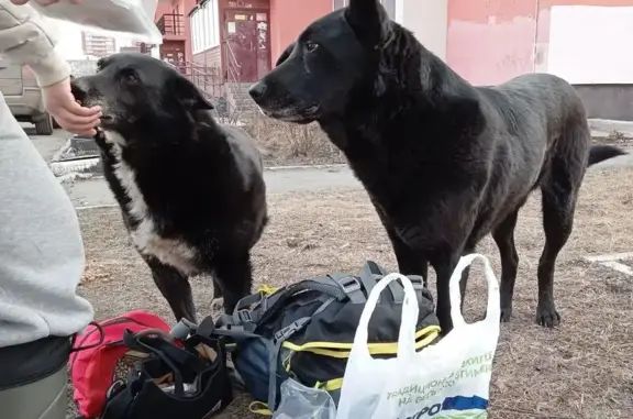 Найден собака, ул. Сутягина, Копейск - чёрный окрас, бирка отлова - photo