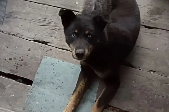 Найдена собака, Абакан, фото: Найден собака, улица Богдана Хмельницкого, 75, Абакан - молодой и умный пес