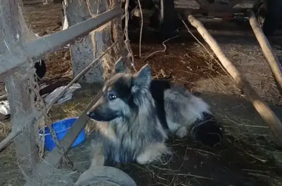 Найдена собака, Одинцовский, фото: Найден кобель овчарка, Одинцовский - откликается на Сынок