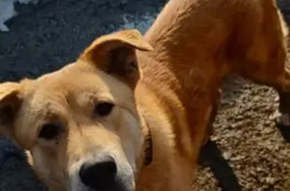 Найдена собака, Давыдово (орехово-зуевский), фото: Найден собака, Давыдово (орехово-зуевский) - молодой кобель с брезентовым ошейником