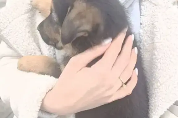 Найдена собака, Астрахань, фото: Найдена собака, Покровская площадь, 5, Астрахань - черный щенок