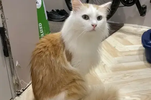 Объявления о пропавших и найденных животных, Санкт-Петербург, фото: Найдена кошка, улица Турку, 22 к3, Санкт-Петербург - бело-рыжая, пушистая