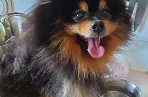 Найдена собака, Калининград, фото: Найден собака, мужской, Советский проспект, 199, Калининград - окрас лапы светло коричневые